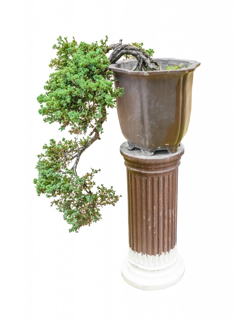 juniper bonsai care instructions