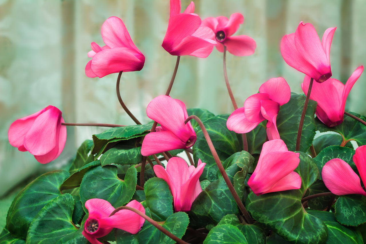 cyclamen plant care instructions