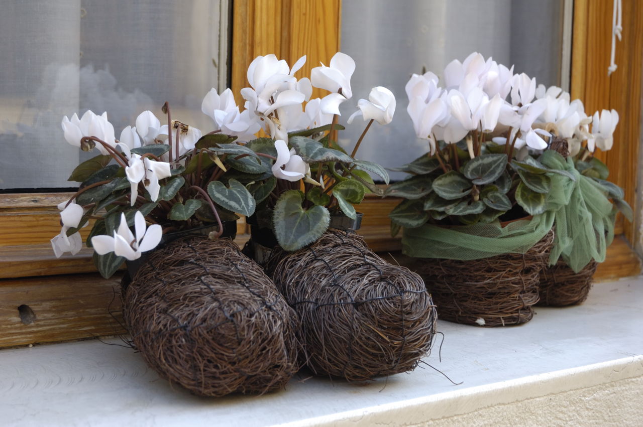 cyclamen plant care instructions