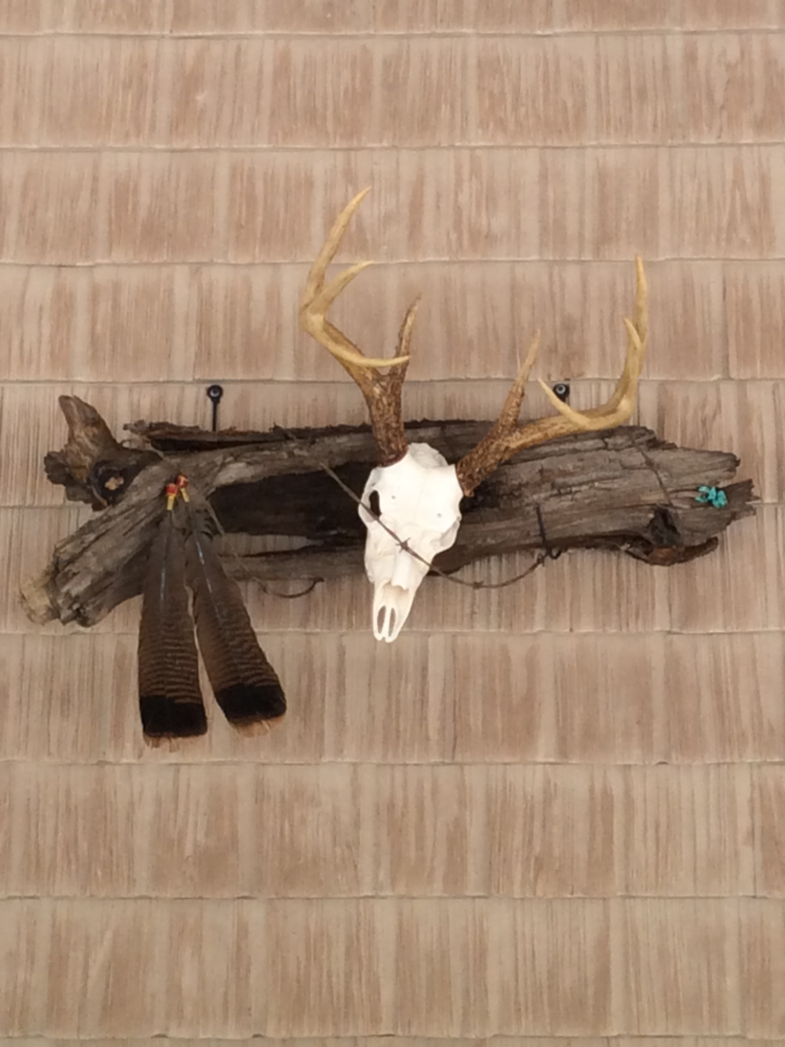 european mount deer skull instructions